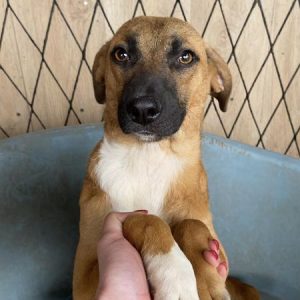 Dogs Needing Homes