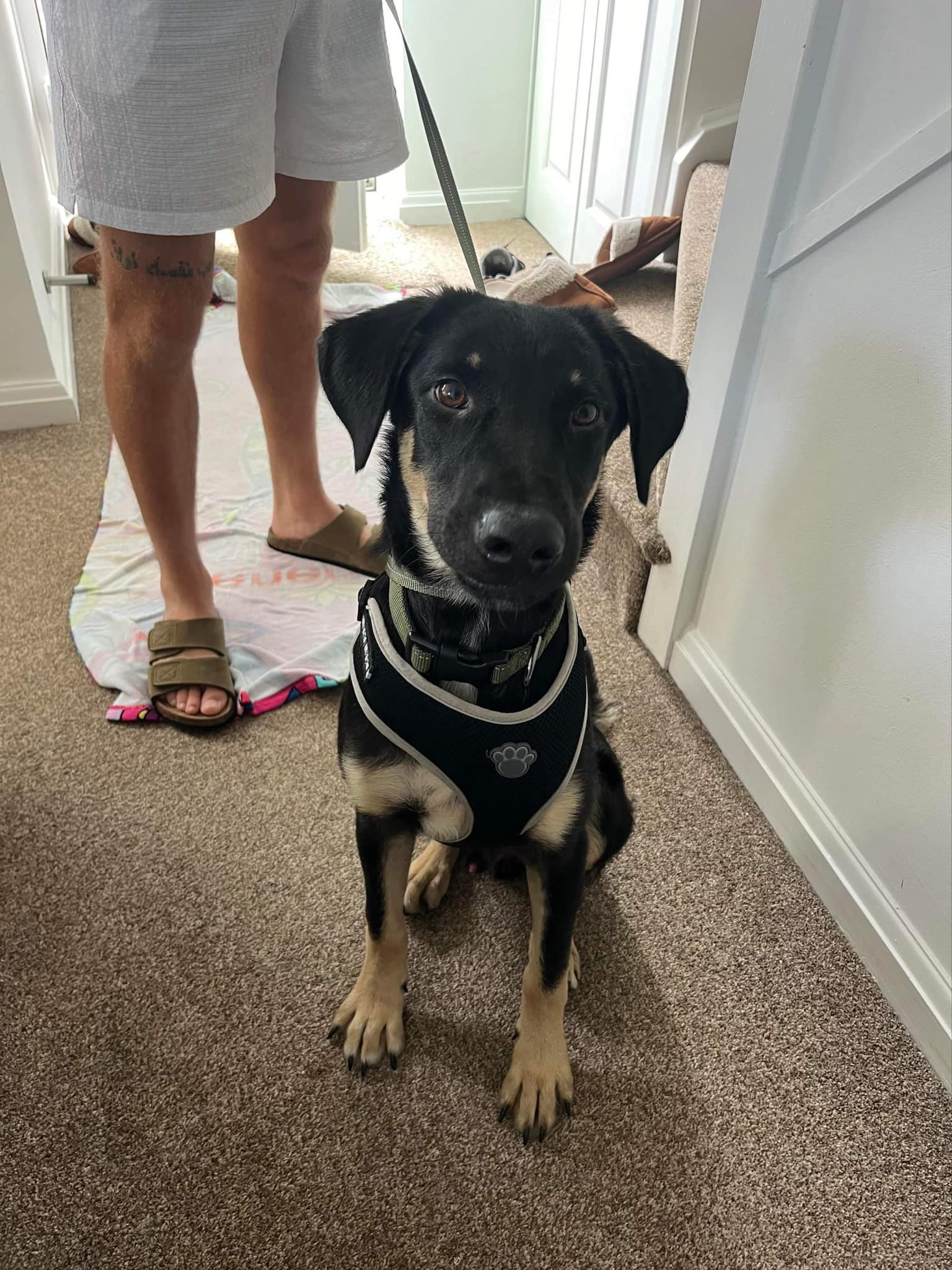 Dogs Rehomed Happy Shelter dogs-rehomed-happy-shelter