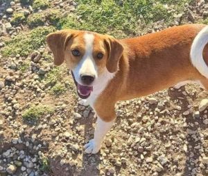 Dogs needing homes