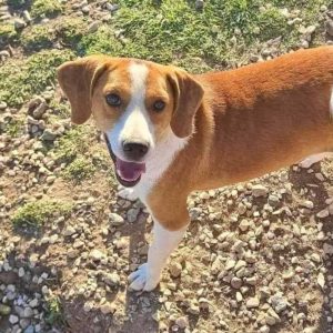 From the Shelter (Macedonia)