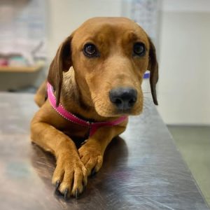Dogs in Foster Care (UK)
